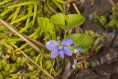 Sand Violet, Viola affinis