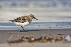 Sanderling, Calidris alba
