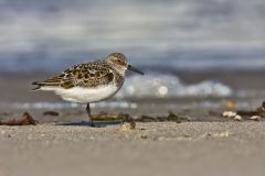 Sanderling, Calidris alba