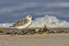 Sanderling, Calidris alba