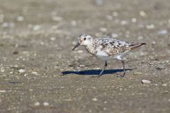 Sanderling, Calidris alba