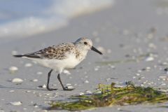 Sanderling, Calidris alba