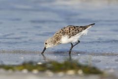 Sanderling, Calidris alba