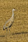 Sandhill Crane, Grus canadensis