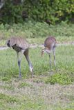 Sandhill Crane, Grus canadensis