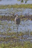 Sandhill Crane, Grus canadensis