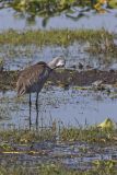Sandhill Crane, Grus canadensis