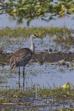 Sandhill Crane, Grus canadensis