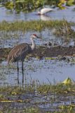 Sandhill Crane, Grus canadensis