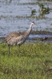 Sandhill Crane, Grus canadensis