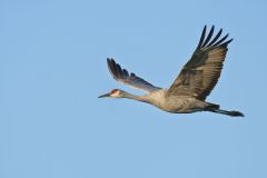 Sandhill Crane, Grus canadensis