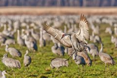 Sandhill Crane, Grus canadensis