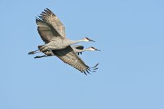 Sandhill Crane, Grus canadensis
