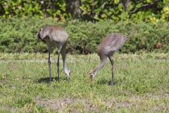 Sandhill Crane, Grus canadensis