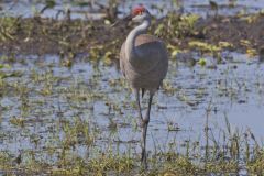 Sandhill Crane, Grus canadensis