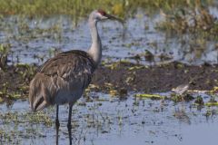 Sandhill Crane, Grus canadensis