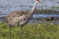 Sandhill Crane, Grus canadensis