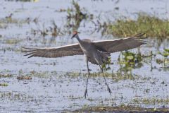Sandhill Crane, Grus canadensis