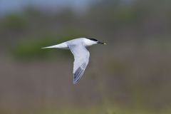 Sandwich Tern, Thalasseus sandvicensis