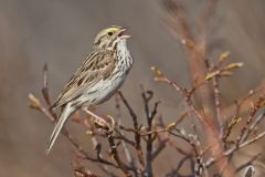 Savannah Sparrow, Passerculus sandwichensis