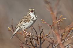 Savannah Sparrow, Passerculus sandwichensis