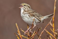 Savannah Sparrow, Passerculus sandwichensis