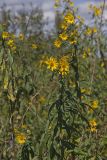 Sawtooth Sunflower, Helianthus grosseserratus
