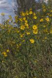 Sawtooth Sunflower, Helianthus grosseserratus