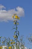 Sawtooth Sunflower, Helianthus grosseserratus