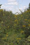 Sawtooth Sunflower, Helianthus grosseserratus