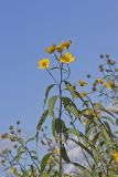 Sawtooth Sunflower, Helianthus grosseserratus