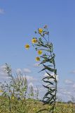 Sawtooth Sunflower, Helianthus grosseserratus