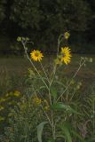 Sawtooth Sunflower, Helianthus grosseserratus