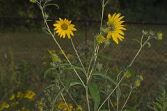 Sawtooth Sunflower