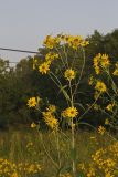 Sawtooth Sunflower, Helianthus grosseserratus