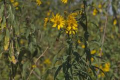 Sawtooth Sunflower, Helianthus grosseserratus