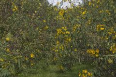 Sawtooth Sunflower, Helianthus grosseserratus