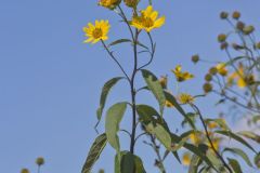 Sawtooth Sunflower, Helianthus grosseserratus