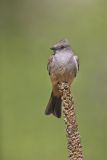 Say's Phoebe, Sayornis saya