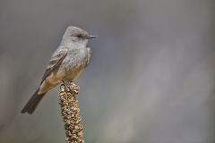 Say's Phoebe, Sayornis saya
