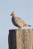 Scaled Quail, Callipepla squamata