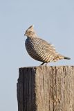 Scaled Quail, Callipepla squamata