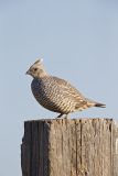 Scaled Quail, Callipepla squamata