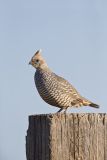 Scaled Quail, Callipepla squamata