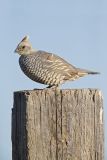 Scaled Quail, Callipepla squamata