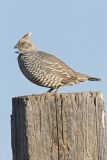 Scaled Quail, Callipepla squamata