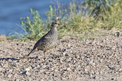 Scaled Quail, Callipepla squamata