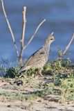 Scaled Quail, Callipepla squamata