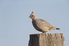 Scaled Quail, Callipepla squamata