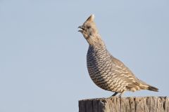 Scaled Quail, Callipepla squamata